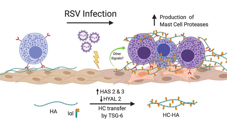 Infection of HLFs with RSV