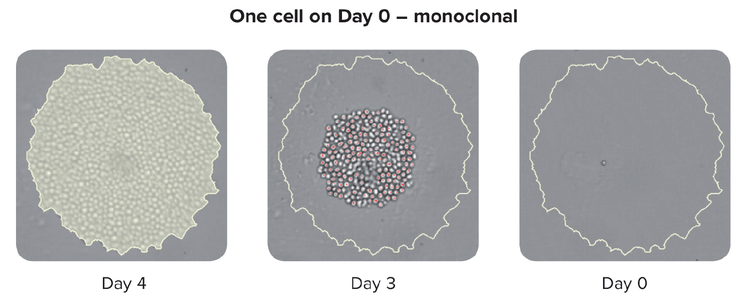 Monoclonality Verification - viewing origin of a colony