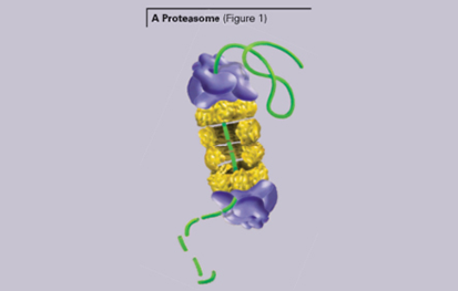 Nanoorange Protein Quantitation